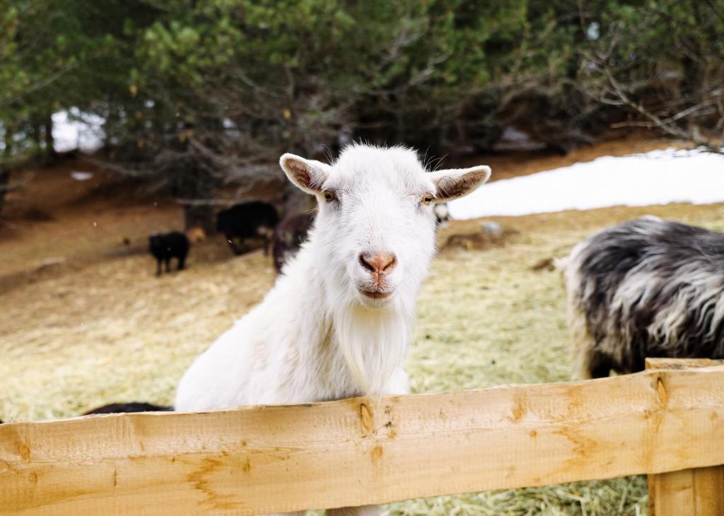a white goat standing behind a wooden fence at MarktlAlm - Superior Waldblick Chalet mit Sauna in Turracher Hohe