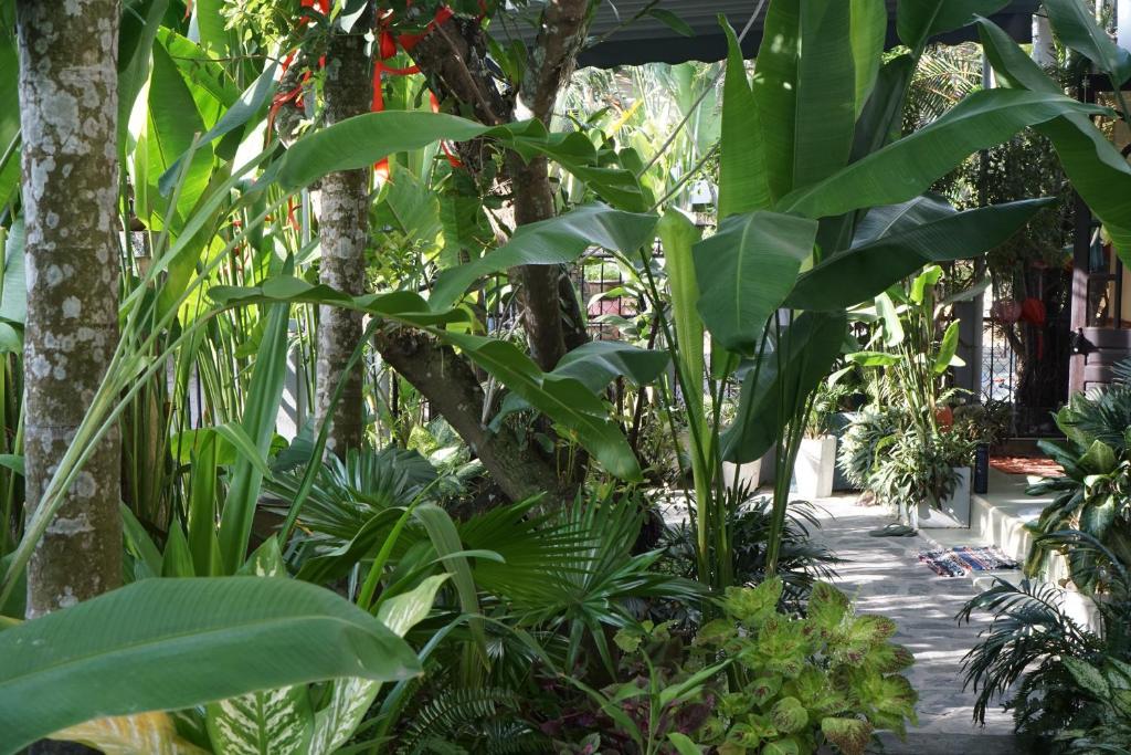 Zahrada ubytování Hoi An Sunny Garden