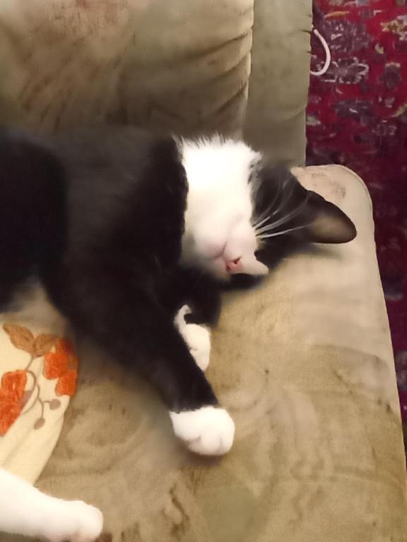 a black and white cat sleeping on a couch at Landhotel Lützen-Stadt in Lützen