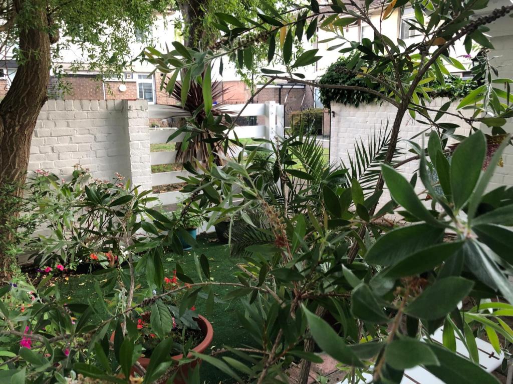 a garden with green plants and a fence at House o' Books in London