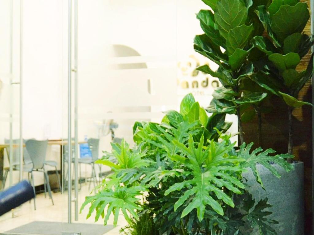 Bai Chay Panda Hotel - 19