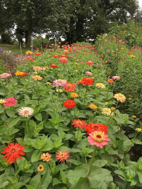 Zahrada ubytování Gite Fleurs d'Esse