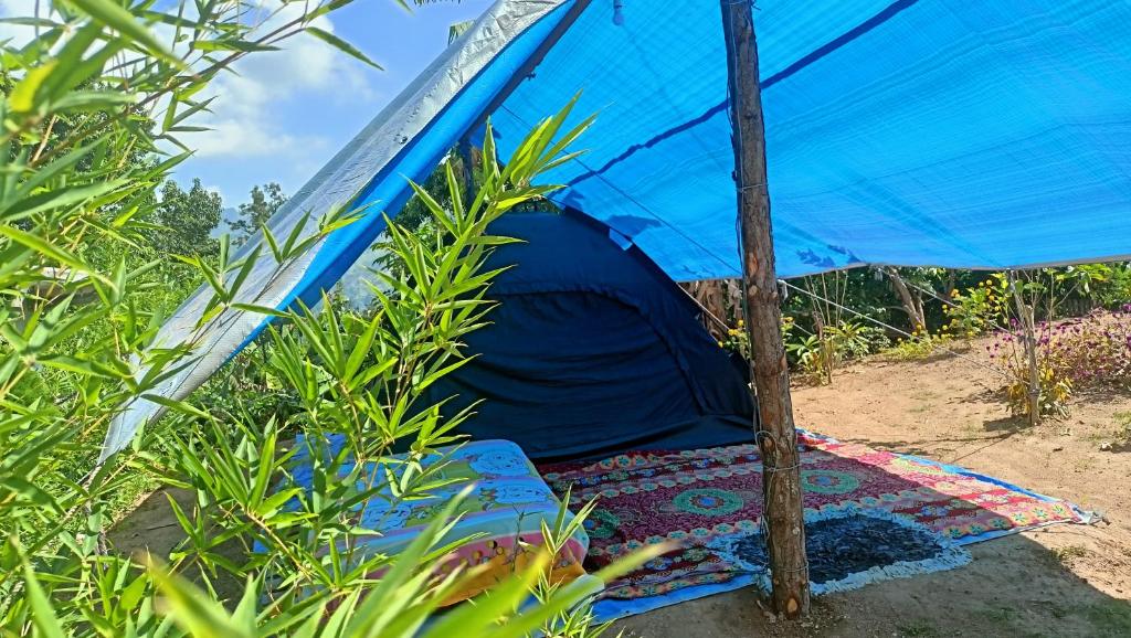 une tente bleue assise au milieu de quelques plantes dans l'établissement Freedom Camp Ella, à Ella
