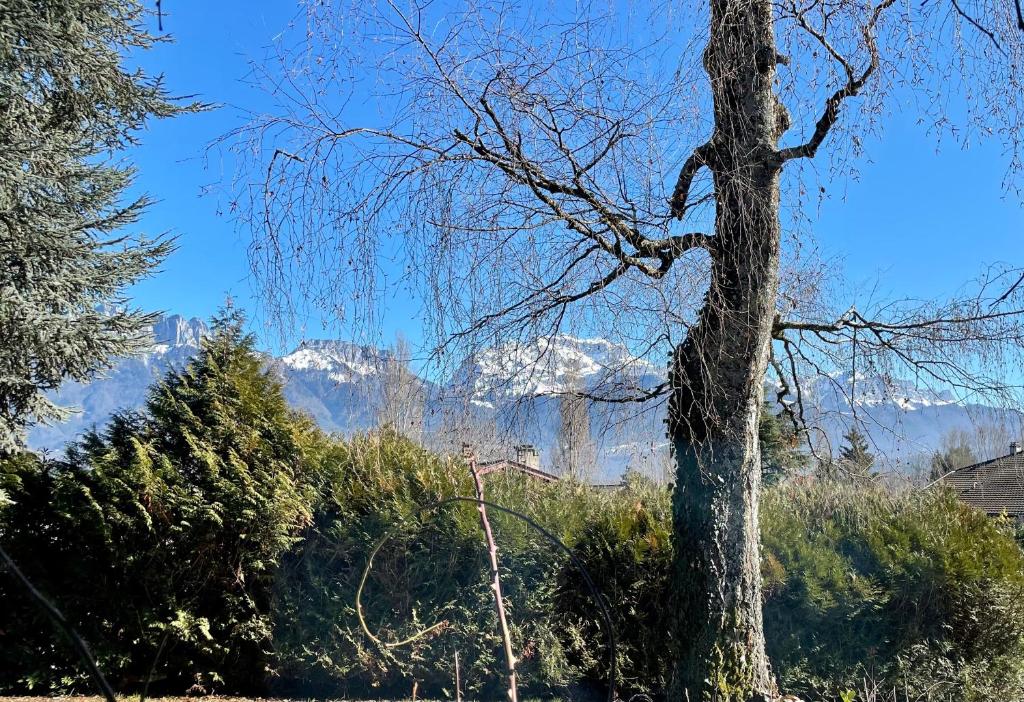 a tree with snow capped mountains in the background at Appartement indépendant 30 m² à 500m du lac, 2 vélos et parking fournis in Sévrier