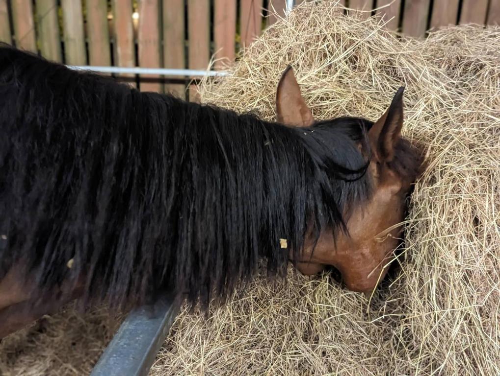 a brown horse with a black mane laying in hay at Bay of Stars in Ji&#39;an