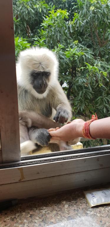 a person reaching out to a monkey through a window at Tebaar Backpackers in Rishīkesh