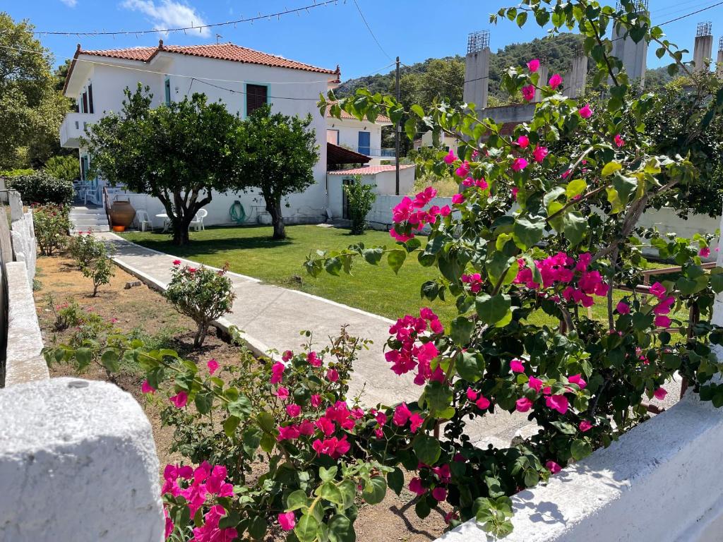 un jardín con flores rosas y una casa blanca en Matina's house en Samos