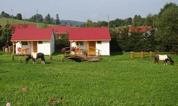 a group of animals grazing in a field in front of a house at Domek nr8 in Zawóz