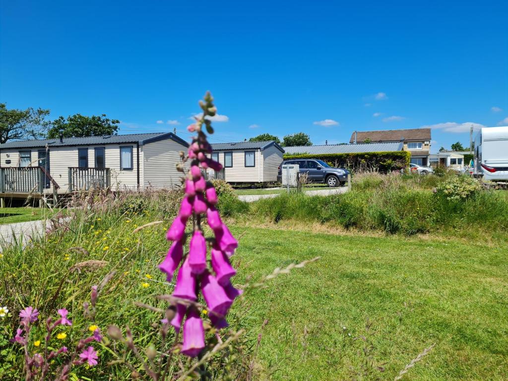 a purple flower in the middle of a yard at Polborder Holidays Looe Country Park in Looe