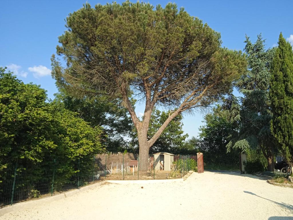 a tree in the middle of a dirt road at les figuiers et les rosiers proche puy du fou in Saint-Germain-de-Prinçay