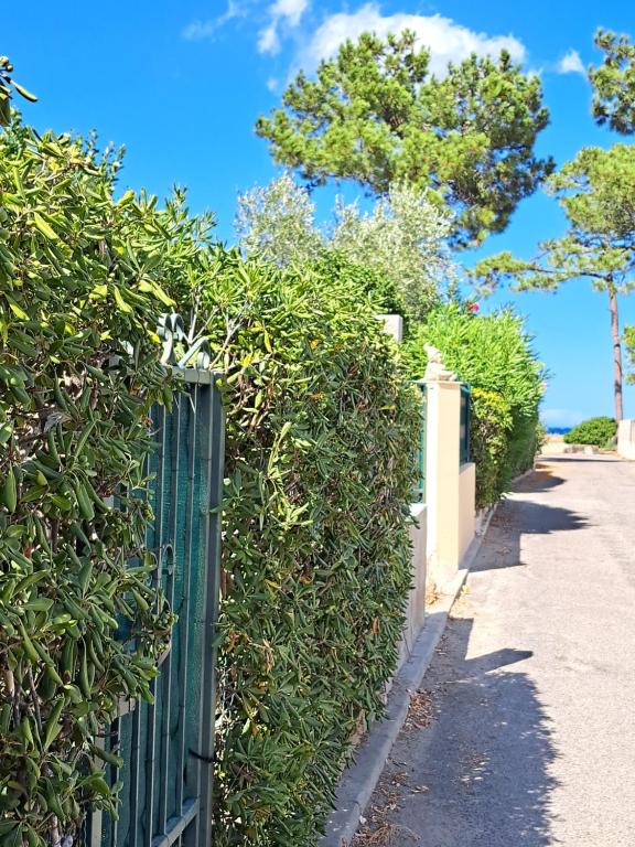 uma cerca verde ao lado de um passeio e árvores em Mini villa jardin 50 m plage em Borgo