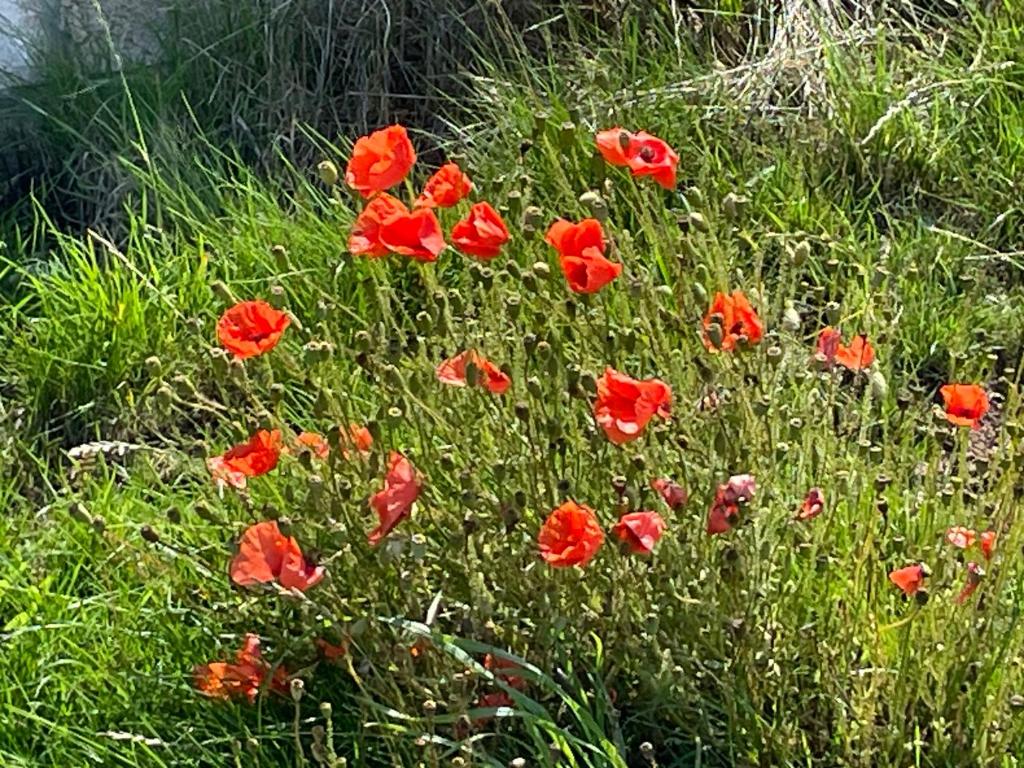 a bunch of red flowers in a field of grass at The Downs, Thurlestone, South Devon, close to several beaches in Kingsbridge