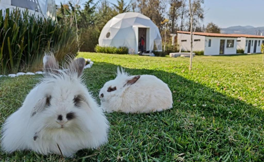 Fotografie z fotogalerie ubytování Mantra Glamping & Chalets v destinaci Zacatlán