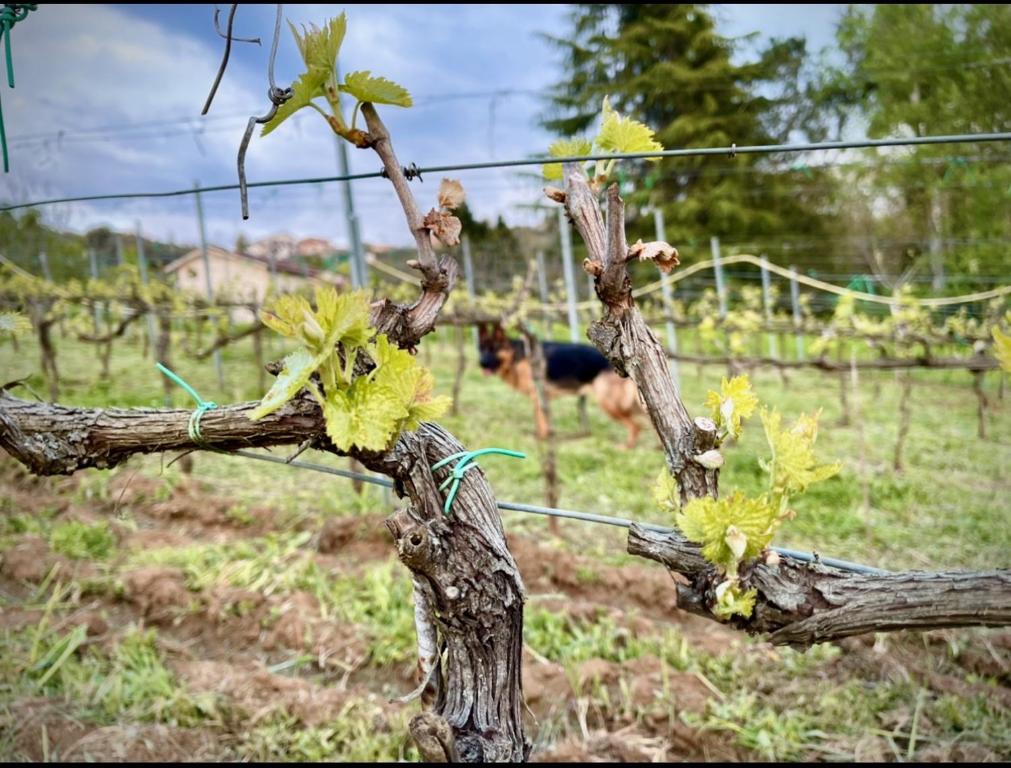 Hosté ubytování Donna Vittori - Borgo Agricolo