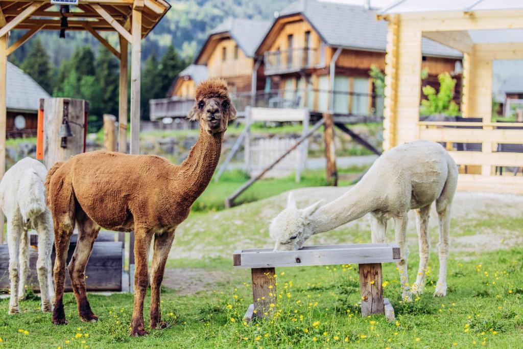 tres llamas de pie en la hierba cerca de un banco en Alpenchalét Alpakablick, en Sankt Lorenzen ob Murau