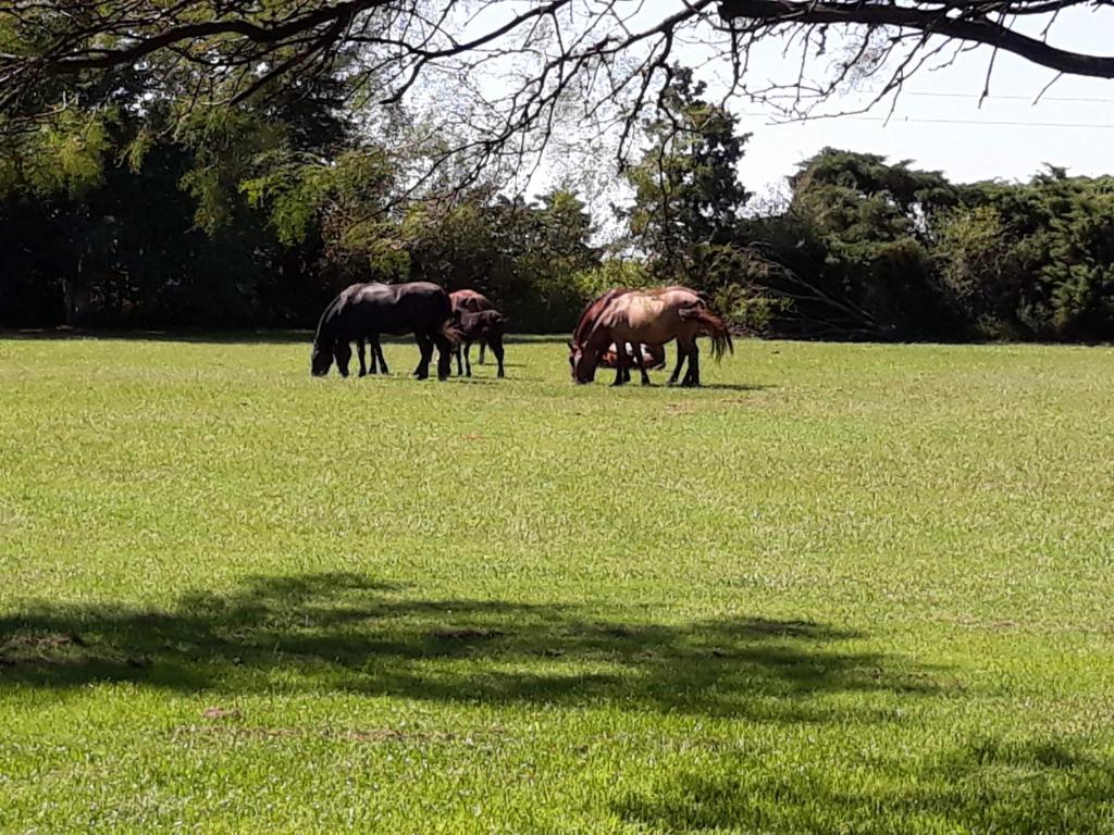 a group of horses grazing in a field at La Isolina Club de Campo in Villa María