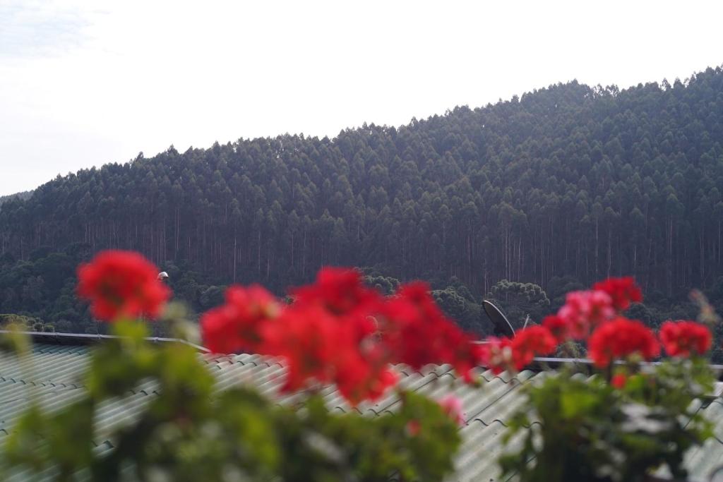 a bunch of red flowers in front of a mountain at Recanto de Minas in Monte Verde