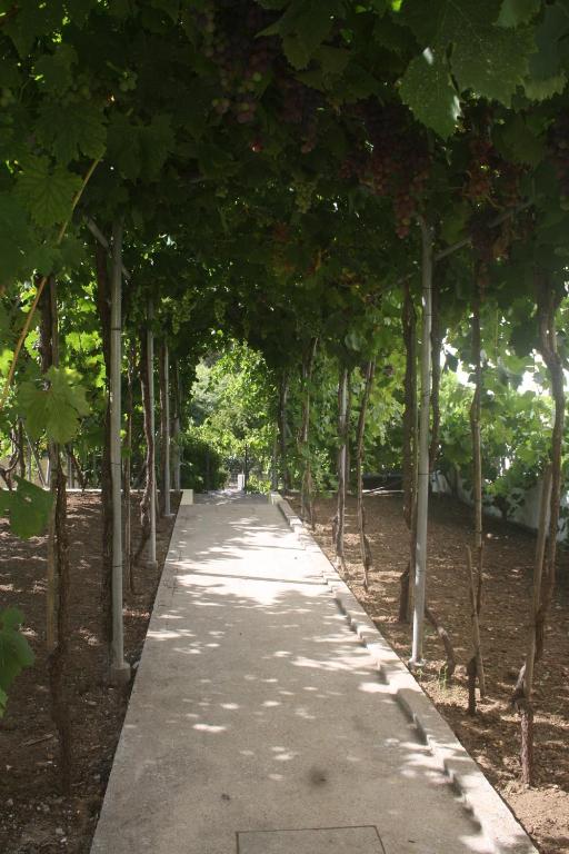 a path lined with trees in a park at CasaTioManel in Amiães de Baixo