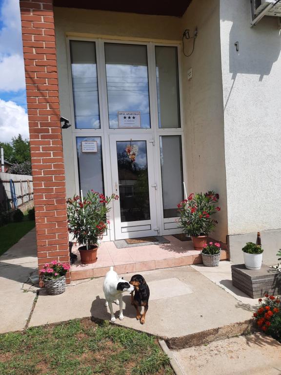 a dog and a cat standing in front of a door at Opál Apartman in Nyíregyháza