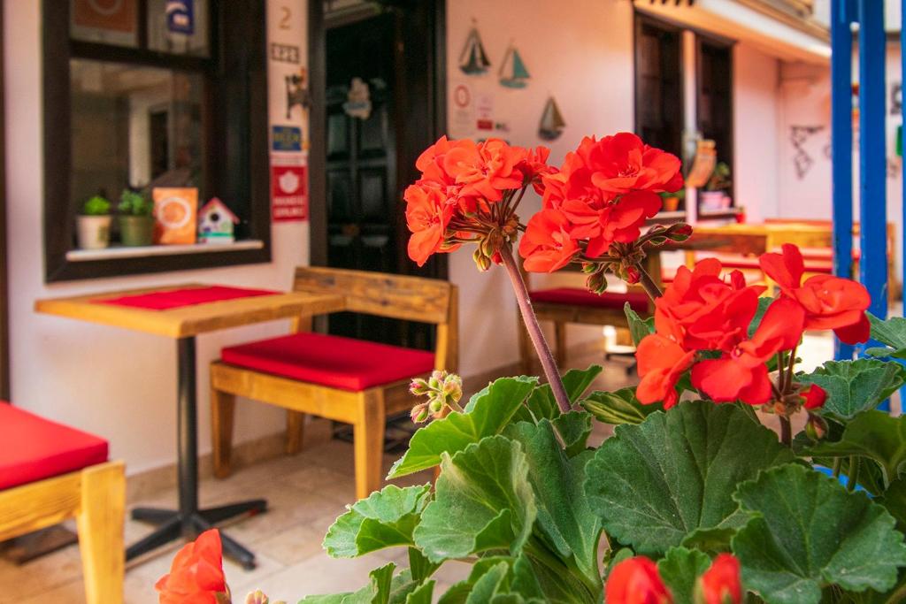 シアジクにあるSığacık Nossa Casa Pansiyonの赤花の植物