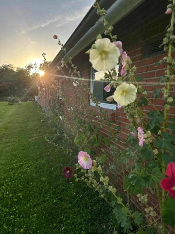 a group of flowers on the side of a brick house at Vestervang bed and breakfast in Nykøbing Mors