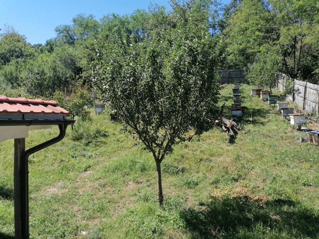Zahrada ubytování CasAndi