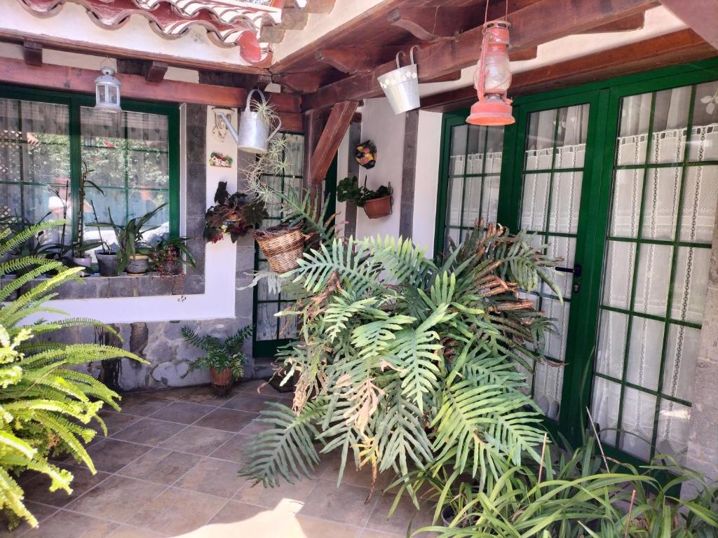 um pátio com plantas e vasos de plantas em EL LLANETE em Vega de San Mateo