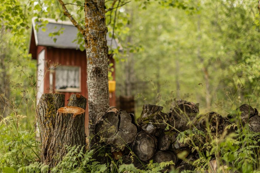 Příroda nedaleko luxury tent
