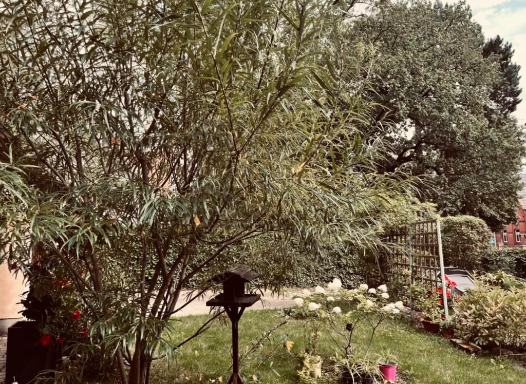 ein Vogelbad in einem Garten mit einem Baum in der Unterkunft Ferienwohnung Geister in Naumburg