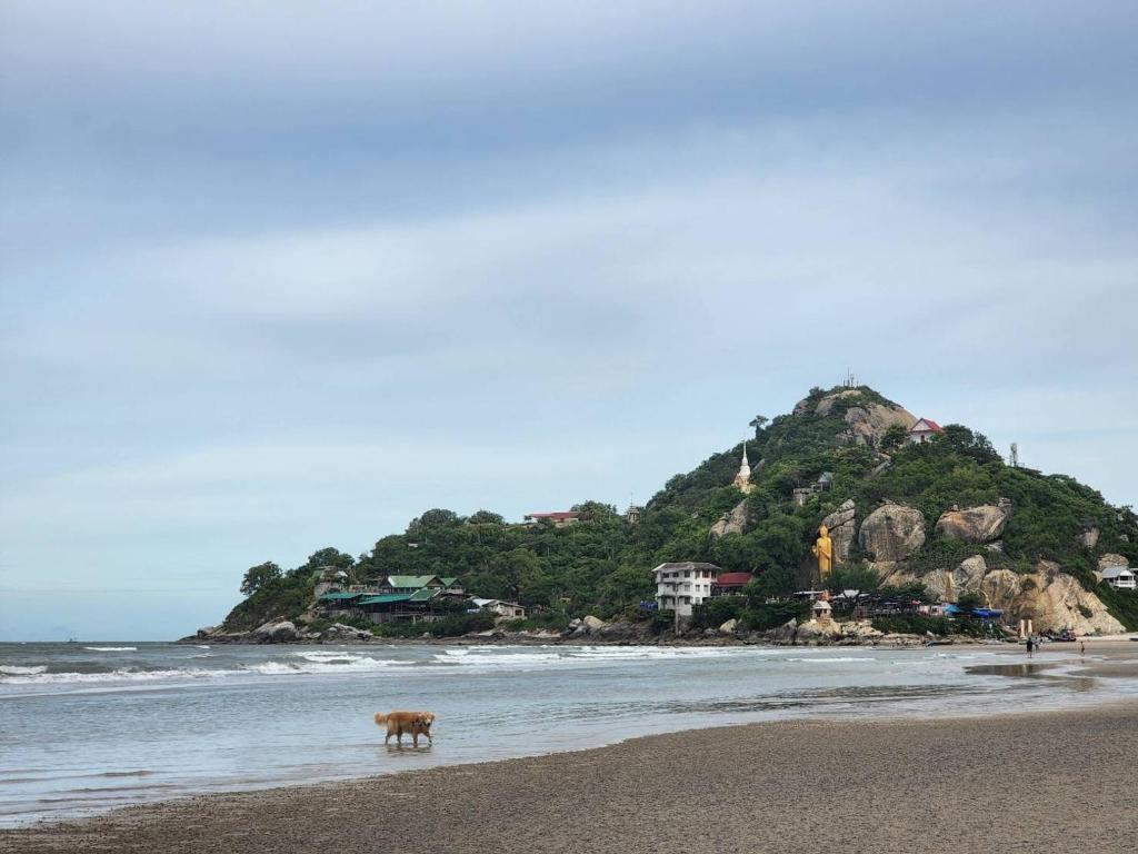 a dog standing on a beach with an island in the water at Nichahome By Kannika in Hua Hin