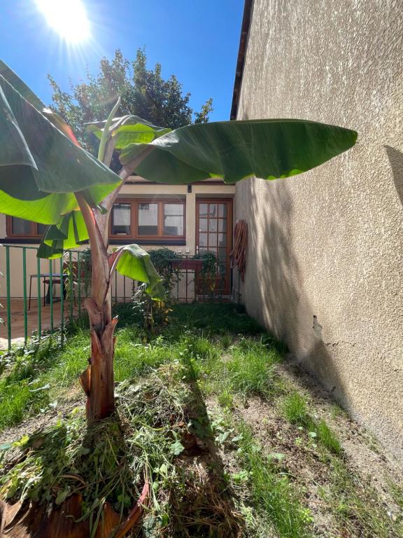 a small tree in the grass next to a building at studette cosy toute équipée Proche Bordeaux centre ,kedge,hopitaux,stade et université in Talence