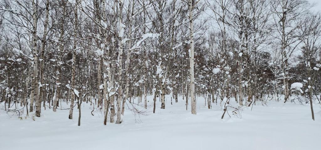 El Cosmo Lodge, Niseko v zimě