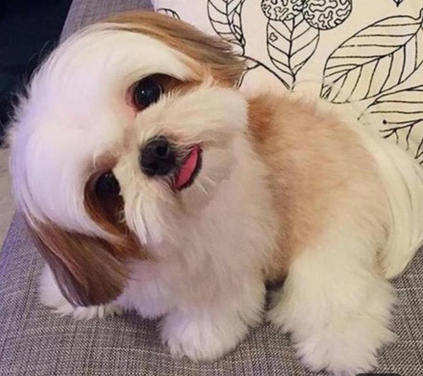 un petit chien blanc et brun assis sur un canapé dans l'établissement Hotel maris, à Ixtapan de la Sal