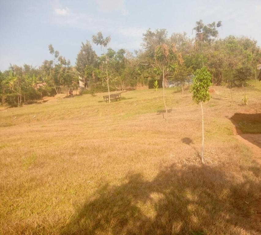 un árbol en un campo con un banco en la distancia en Munyana homestay, en Rwinkwavu