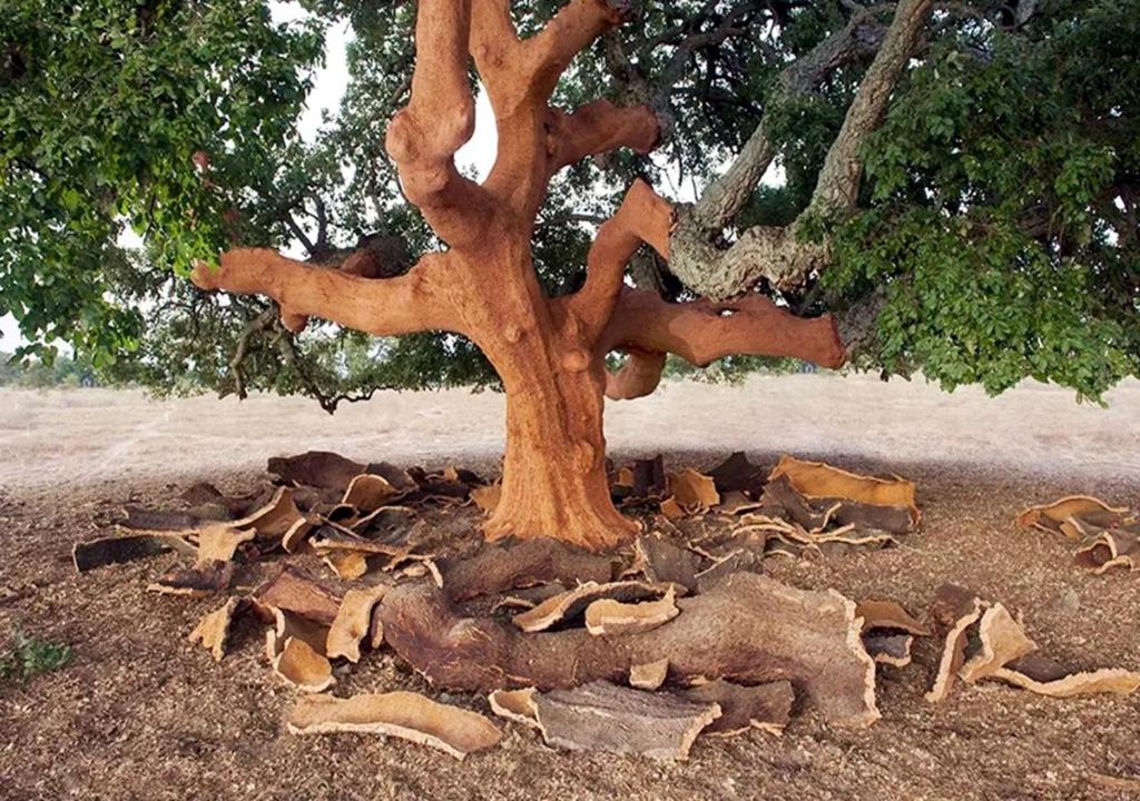 drzewo z korzeniami leżącymi na ziemi w obiekcie SOLEMARE Rooms - CAMERA SUGHERO w mieście Olbia