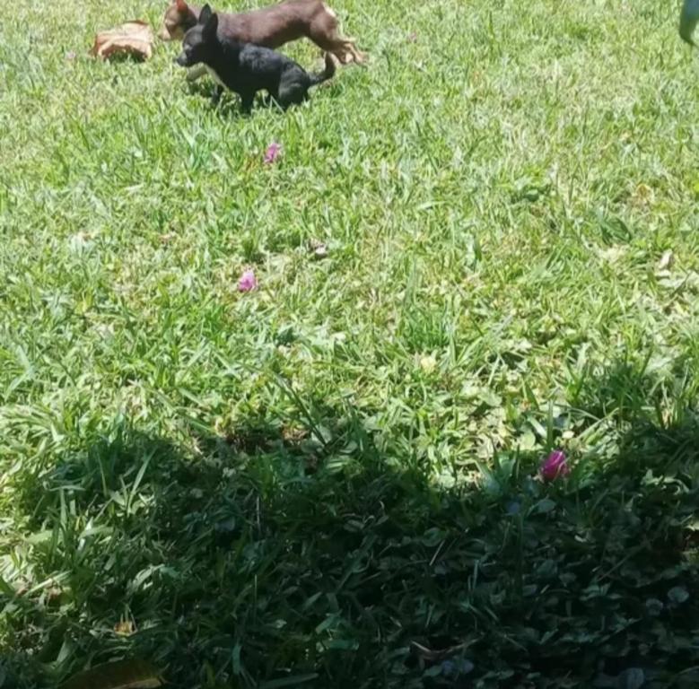 een hond in het gras in een veld bij Casa de Doña Horte in Catemaco