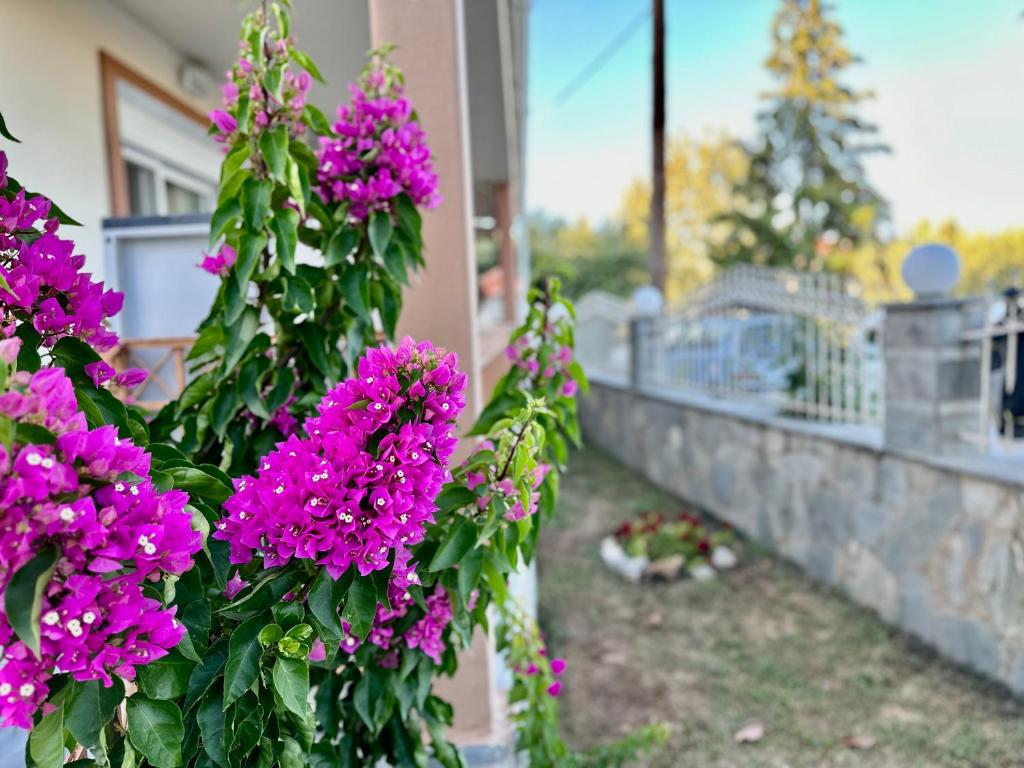Zahrada ubytování Shell-paralia ofriniou