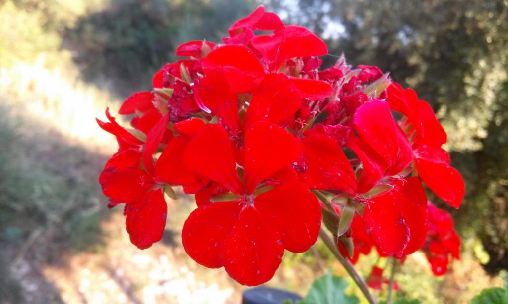 a red flower with many red petals at Porto Poros in Mikros Gialos