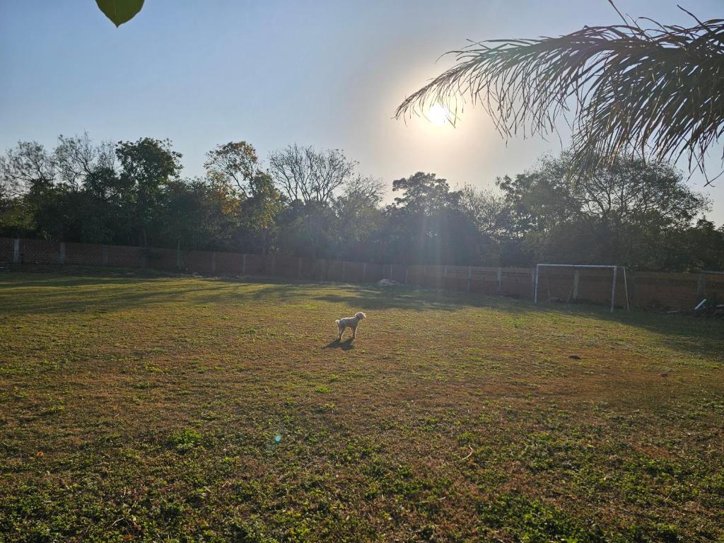 a sheep standing in the middle of a field at Hermosa casa amplia con piscina in Cotoca