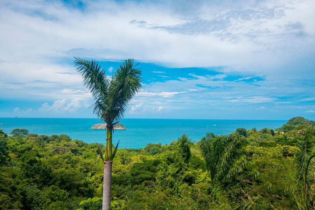 a palm tree in the middle of a forest with the ocean at Villa Roca Boutique Resort & Suites - ADULT ONLY in Manuel Antonio