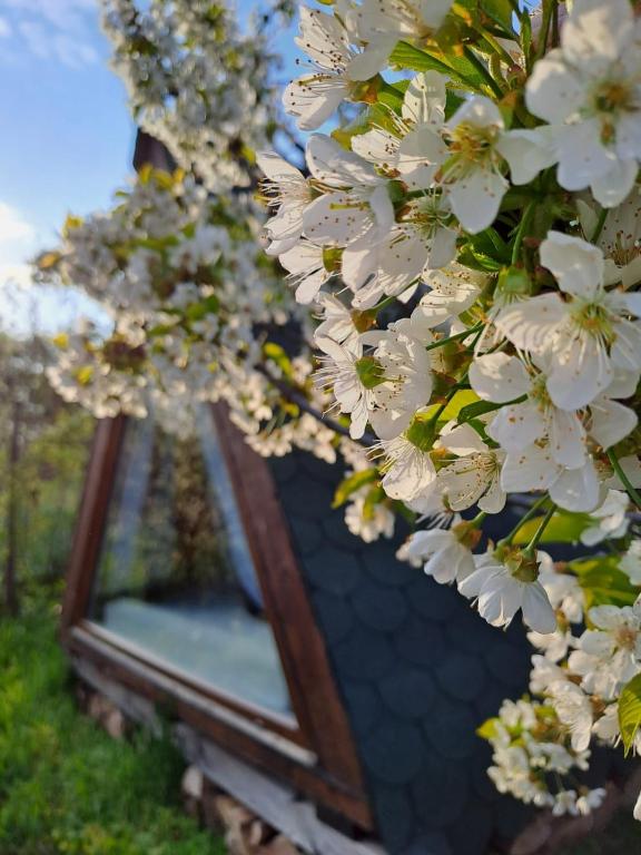 Zahrada ubytování Zen Garden