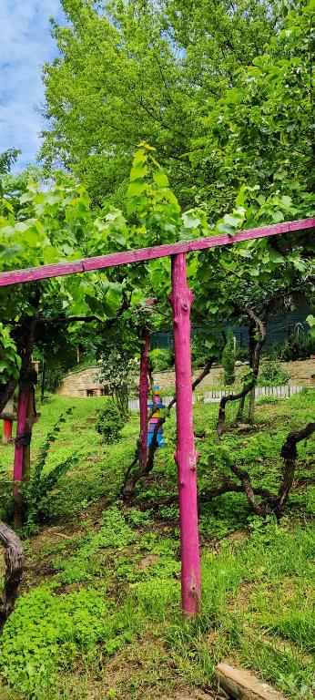 Zahrada ubytování Le rose di Mapi