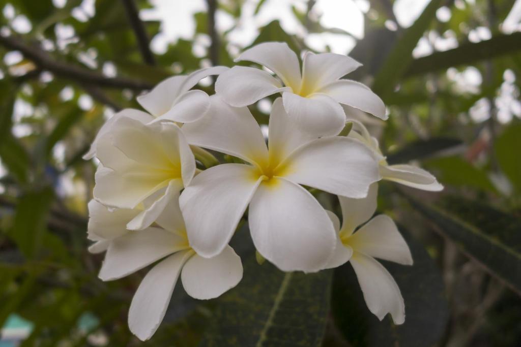 Fotografie z fotogalerie ubytování Boonya Resort Koh Chang v destinaci Ko Chang