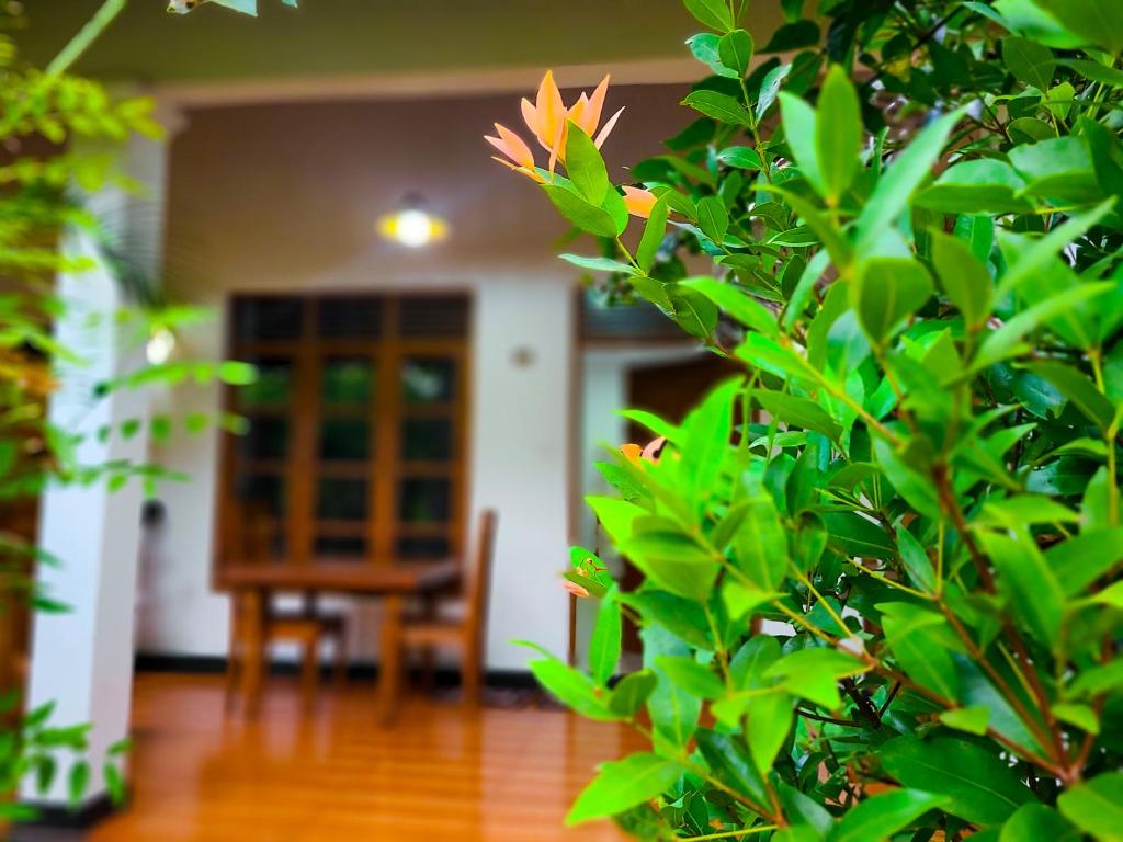 Zahrada ubytování Woodholic Homestay
