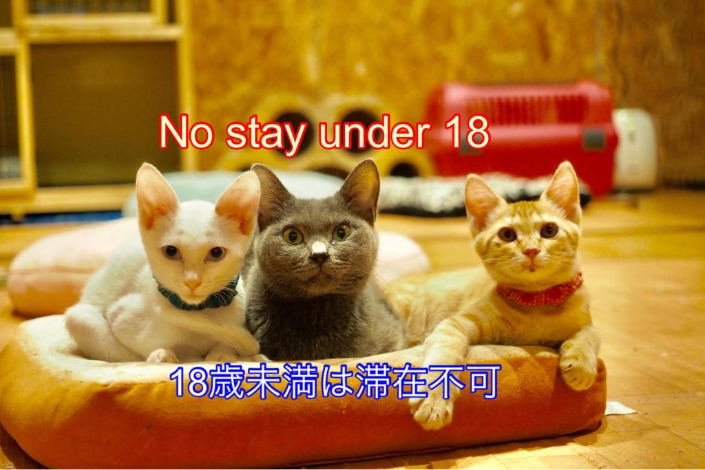 Nekokura Hostel في فوكوكا: هناك ثلاث قطط جالسة في Ainylinylinylinylinylinylnyylinylinylinylinylinylinylinylinyll