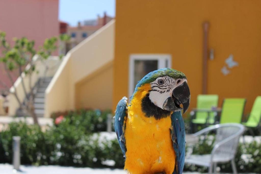 een blauwe en gele papegaai die voor een gebouw staat bij La Vida Sin Limites EMP in Empuriabrava