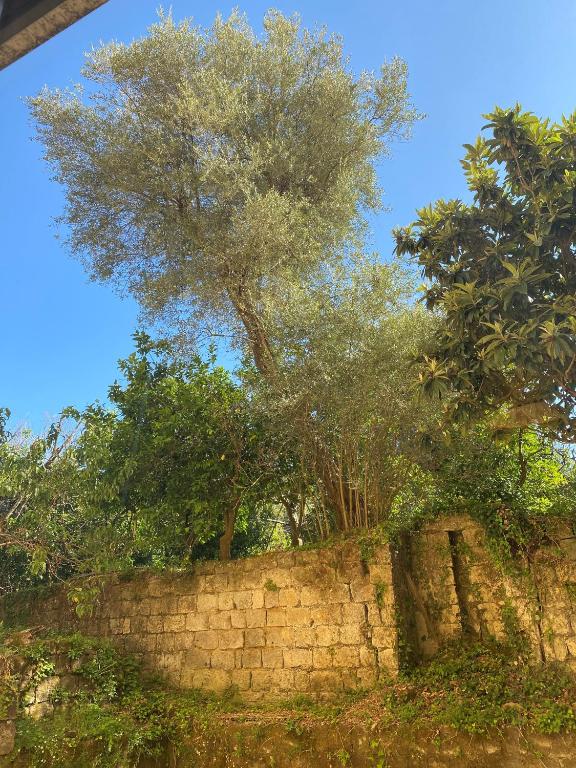 Zahrada ubytování Maramà B&B Sorrento