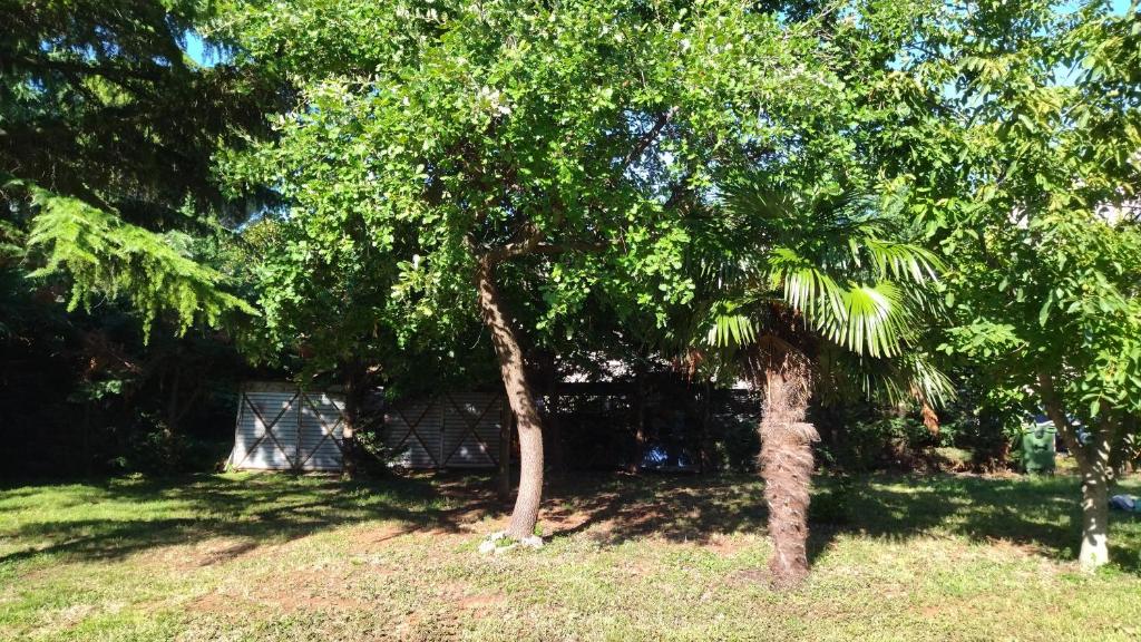 un gruppo di alberi in un cortile con erba di Studio Apartments Grazia a Umag (Umago)