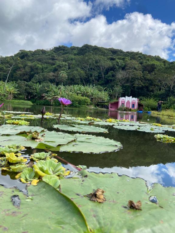 a body of water with lily pads and trees at Solar dos Pássaros in Pacoti