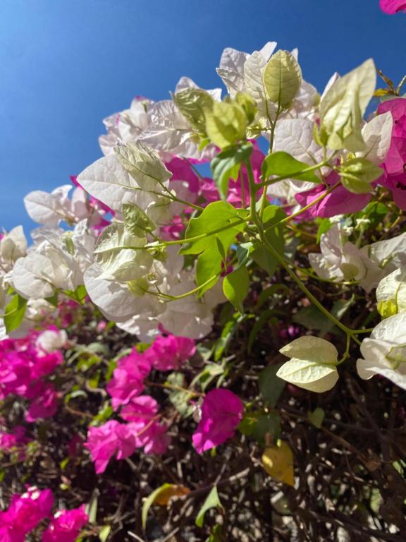 a bunch of pink and white flowers against a blue sky at Toubacouta Lodges in Toubakouta